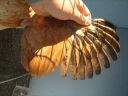 bantam_wyandotte_-_buff_columbian_pullet_-_wing2.jpg