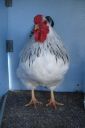 bantam_wyandotte_-_columbian_cockerel_-_front.jpg