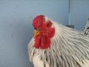 bantam_wyandotte_-_columbian_cockerel_-_head.jpg