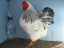 bantam_wyandotte_-_columbian_cockerel_-_left.jpg