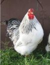 bantam_wyandotte_-_columbian_cockerel_-_right.jpg
