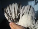 bantam_wyandotte_-_columbian_cockerel_-_wing.jpg