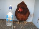 bantam_wyandotte_-_red_pullet_-_front.jpg