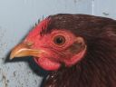 bantam_wyandotte_-_red_pullet_-_head.jpg