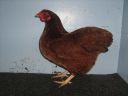 bantam_wyandotte_-_red_pullet_-_left.jpg