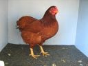 bantam_wyandotte_-_red_pullet_-_right.jpg