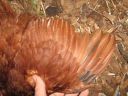 bantam_wyandotte_-_red_pullet_-_wing.jpg