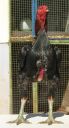 black_red_cock_front1.jpg