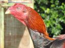 black_red_cock_head.jpg