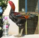 black_red_cock_leftside.jpg