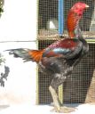 black_red_cock_rightside.jpg