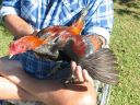 black_red_cock_wing.jpg
