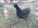 black_silkie.jpg