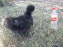 black_silkie2.jpg