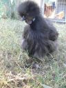 black_silkie3.jpg
