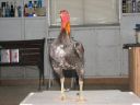 blue_red_cock_front.jpg
