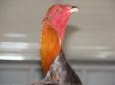 blue_red_cock_head.jpg