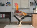 blue_red_cock_leftside.jpg