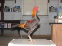 blue_red_cock_rightside.jpg