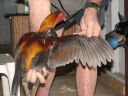 blue_red_cock_wing.jpg