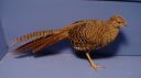dsc03377.jpg