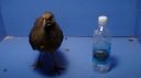 dsc03388.jpg