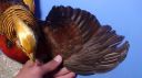 dsc03390.jpg