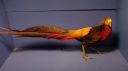 dsc03392.jpg