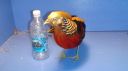 dsc03406.jpg