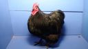 dsc03440-1.jpg
