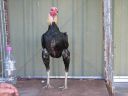 golden_duckwing_aussie_ckl_btm_front.jpg