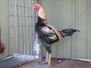 golden_duckwing_aussie_ckl_btm_leftside.jpg