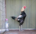 golden_duckwing_aussie_ckl_btm_rightside.jpg