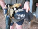 golden_duckwing_aussie_ckl_btm_wing.jpg