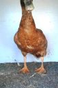 khaki_campbell_-_old_drake_-_front_-_the_spotted_egg__2_.jpg