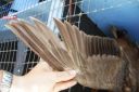 khaki_campbell_-_old_drake_-_wing_-_the_spotted_egg__2_.jpg