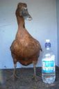 khaki_campbell_-_old_duck_-_front_-_the_spotted_egg__2_.jpg