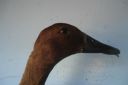 khaki_campbell_-_old_duck_-_head_-_the_spotted_egg__2_.jpg