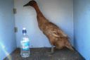 khaki_campbell_-_old_duck_-_left_-_the_spotted_egg__2_.jpg