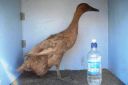 khaki_campbell_-_old_duck_-_right_-_the_spotted_egg__2_.jpg