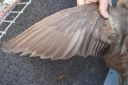 khaki_campbell_-_old_duck_-_wing_-_the_spotted_egg__2_.jpg