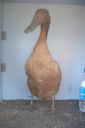 khaki_campbell_-_young_duck_-_front_-_the_spotted_egg.jpg