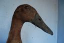khaki_campbell_-_young_duck_-_head_-_the_spotted_egg__2_.jpg