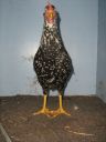 large_ancona_pullet_-_front_-_the_spotted_egg__2_.jpg