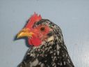 large_ancona_pullet_-_head_-_the_spotted_egg__2_.jpg