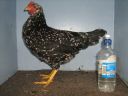large_ancona_pullet_-_left_-_the_spotted_egg__2_.jpg
