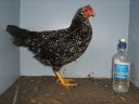 large_ancona_pullet_-_right_-_the_spotted_egg.jpg