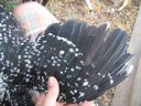 large_ancona_pullet_-_wing_-_the_spotted_egg__2_.jpg