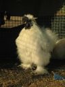 large_silkie_-_white_cock_-_the_spotted_egg__the_murphy_family__-_front__2_.jpg