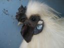 large_silkie_-_white_cock_-_the_spotted_egg__the_murphy_family__-_head__2_.jpg